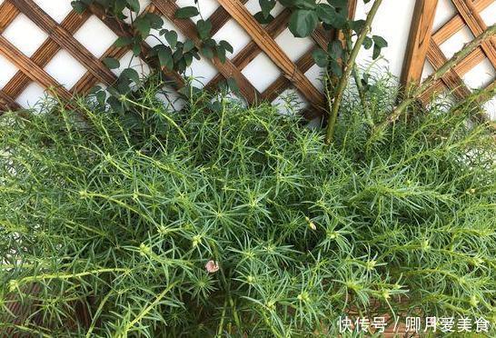 这4款花卉最适合在家盆栽,一年花开四季,一茬接着一茬窜花