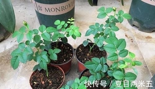 花卉|路边碰到修剪2种花，讨点枝条带回家，扦插成盆栽开花美极了！