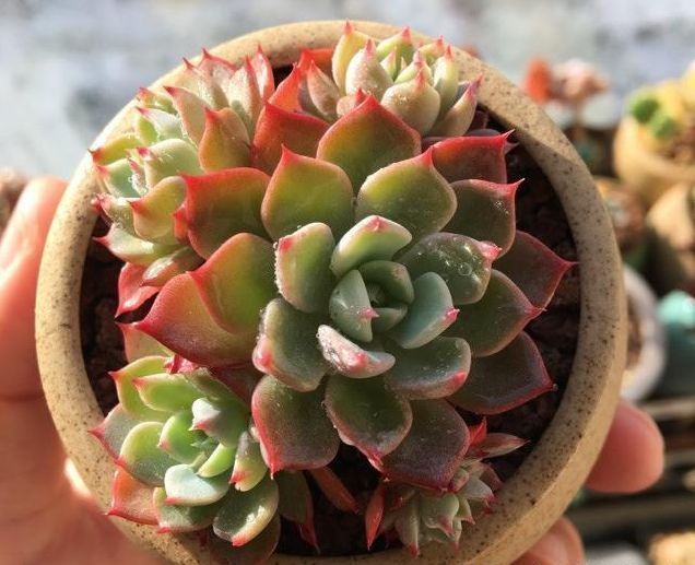 种植多肉植物这样选择植料和花盆，根系生长健壮，多肉长不停