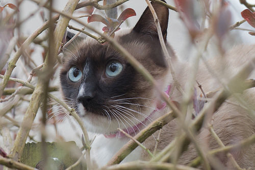 宠物猫毛容易掉，宠物猫毛长期脱毛- 快资讯