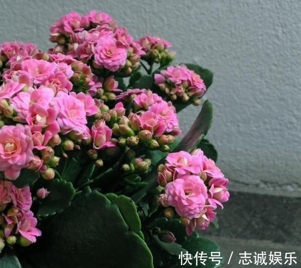 长势|刘大爷9年长寿花养护经验,总结“3妙招”,轻松一盆变多盆