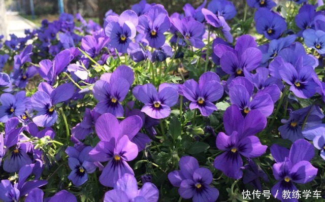 几种好看不起眼的小花,现在种刚好,一个夏天都开花!