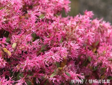 这几种花 长势旺盛,树形好看,阳台变花海