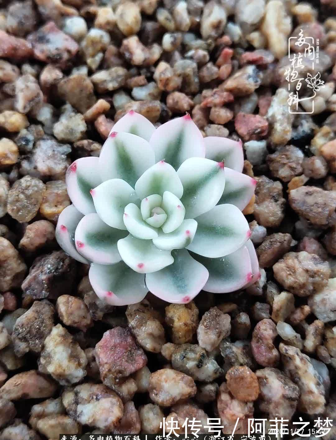 景天锦多肉的结缘之路