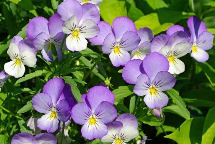 4种花,夏天不怕热,冬天不怕冷,四季都有花赏,满屋子飘香!