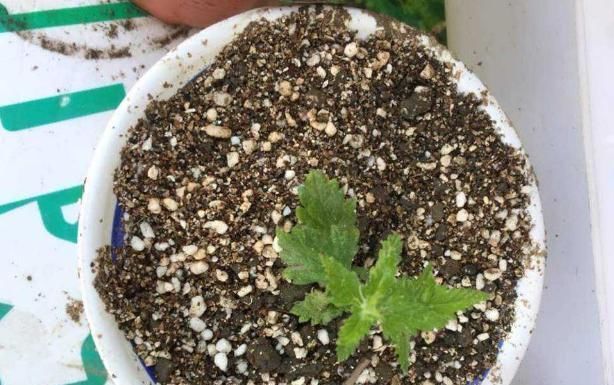 扦插|夏天有2种花,又热又晒也开花,扦插即活,皮实好养