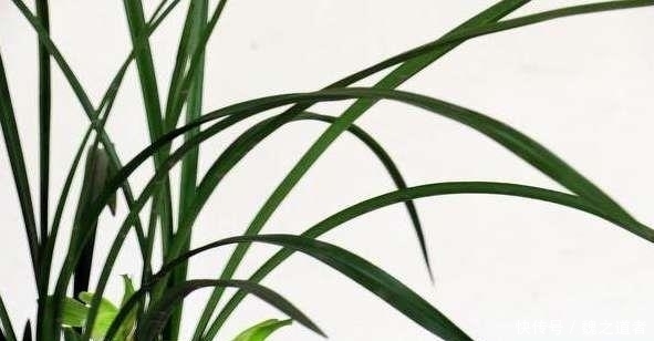 养兰用这招，一个月就长爆盆，长年不烂根！