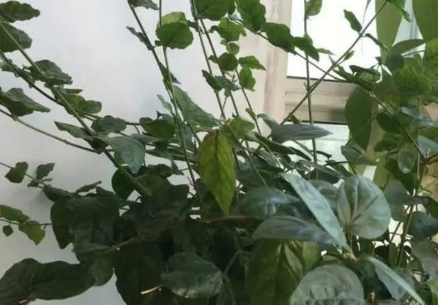 花期|茉莉花的修剪工作分成3个阶段,掌握好修剪技巧,花开满枝头
