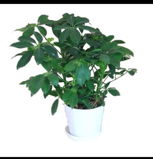 你知道如何养“鹅掌柴”吗？