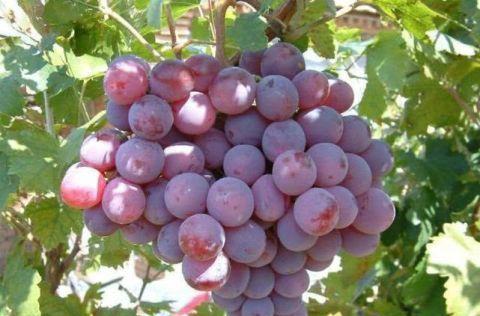 排毒养颜|想长寿全靠吃,3种水果离不开,排毒养颜、有益健康,早吃早受益