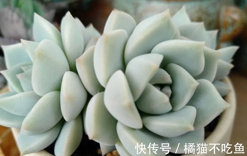 美美的大普货白牡丹虽容易相处,但使起性子来也格外刚烈