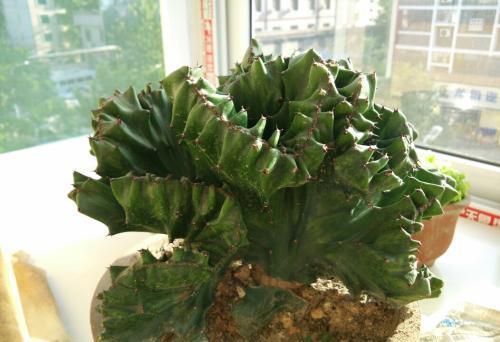 酒瓶兰|3种被人误会的“丑花”，霸气侧漏寓意好，镇宅招财又平安