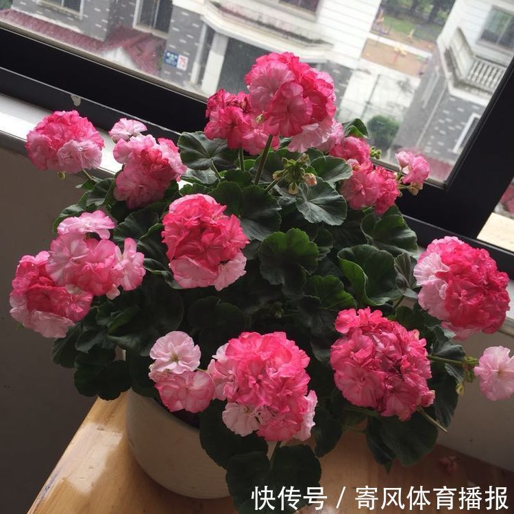 喜欢牡丹,不如养“罕见菊花”灯光荷,红光四溢,群芳争艳!