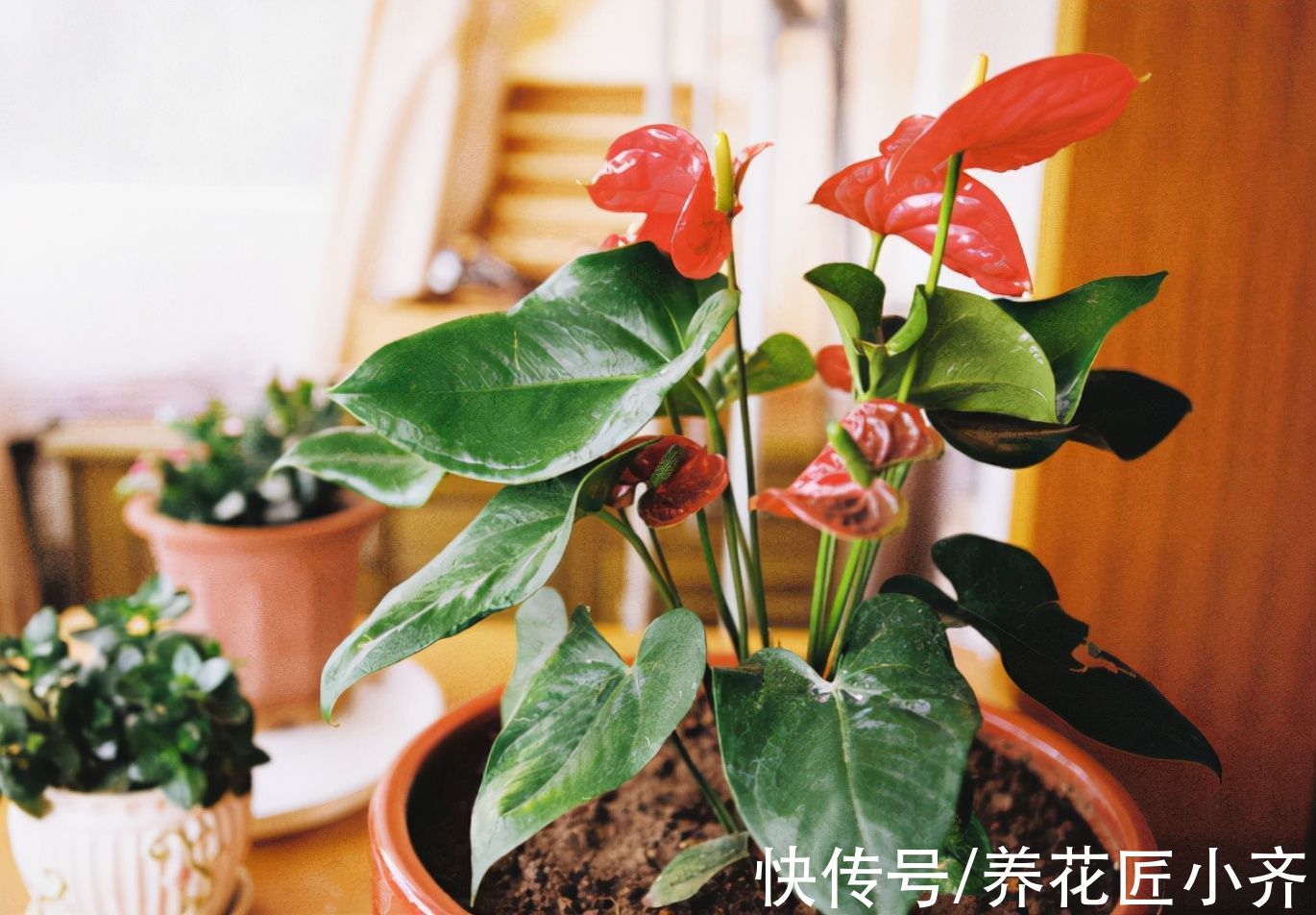 冬天不能用哪些肥料你知道吗?这3种肥料,用一次伤一次,别用