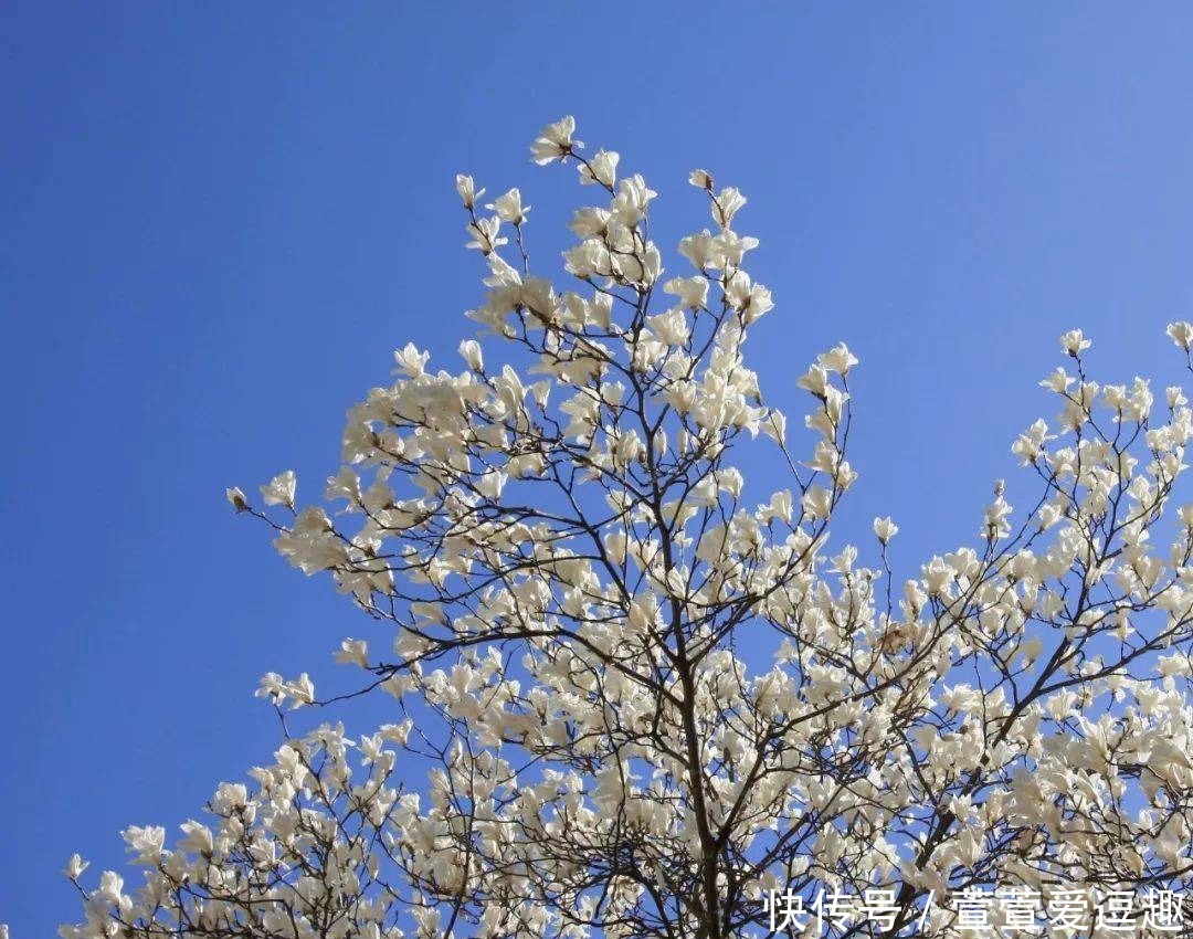 庭院种什么树最吉利,还好看?