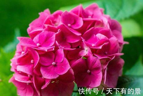 光照|农历7月4日开始，居家养这几款植物，花开还有清香，放阳台美极了