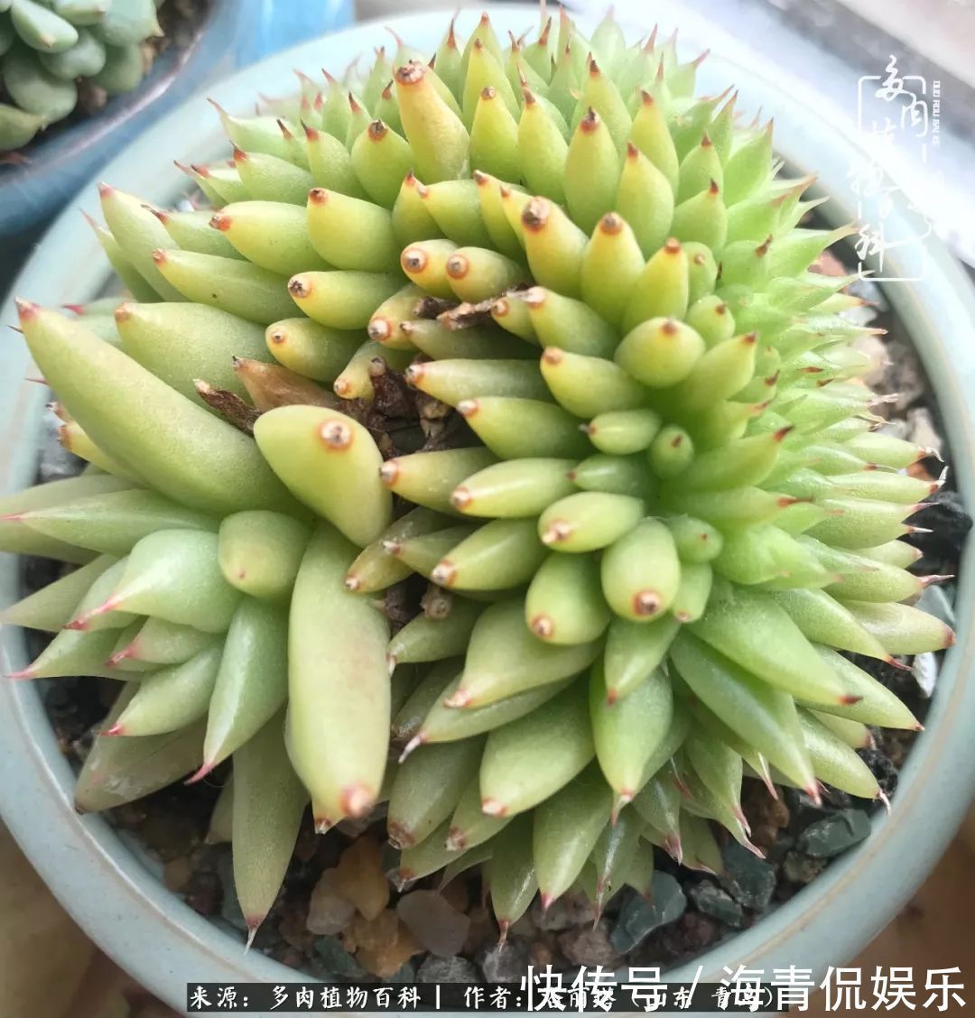 白月影|我和我的“多肉恋人”,怎么样有没有惊艳到你!