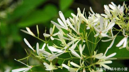 一品红|喜欢养花,此5类盆栽别轻易买回家,买错了后果严重