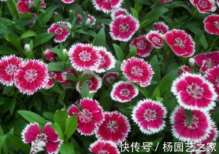 花海|6种优质低价的漂亮花,好养好看开出花海,有效降低养花成本