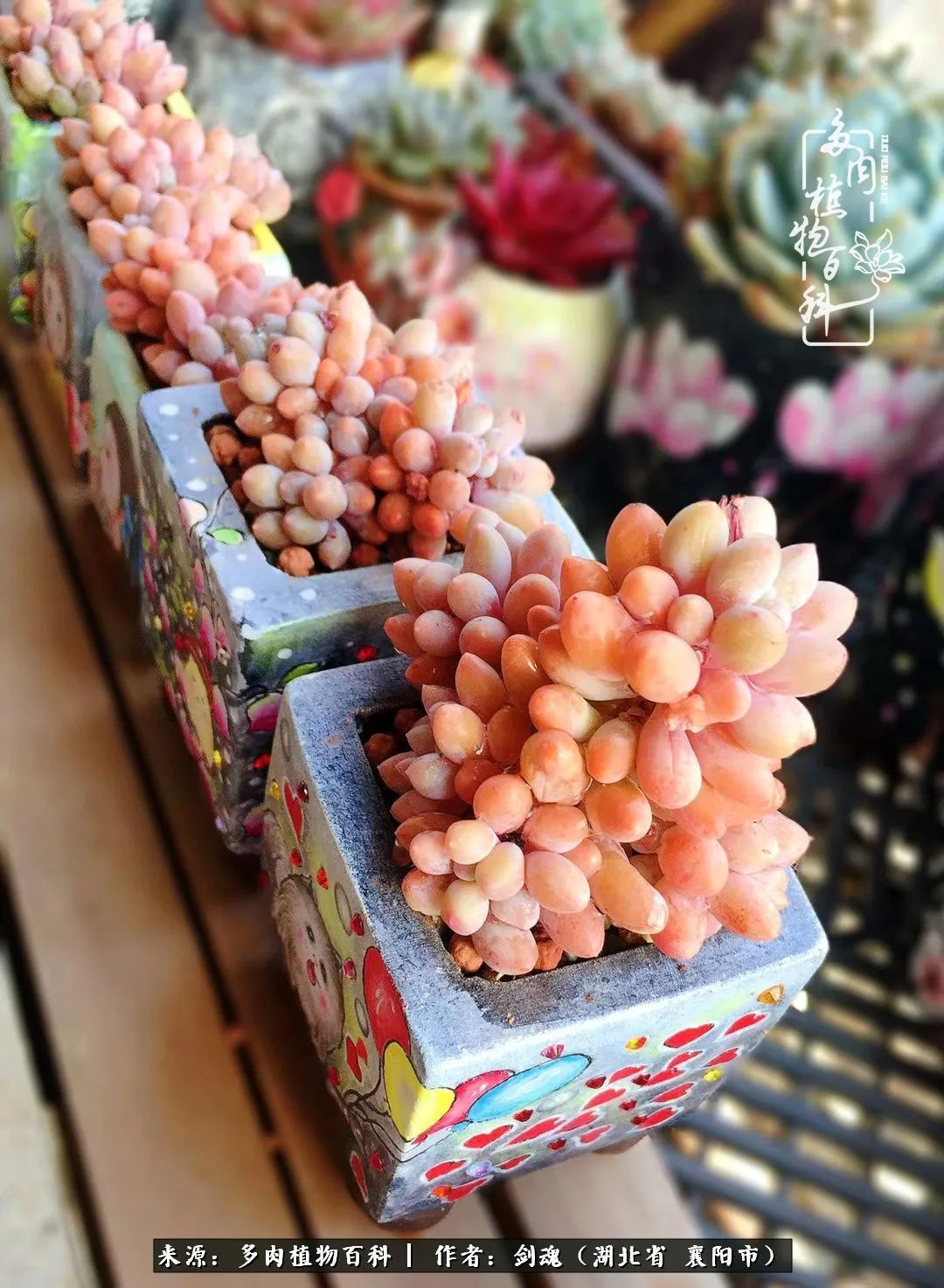 花盆|当美丽的多肉邂逅漂亮的手绘花盆,会是怎样的一种美