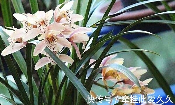 块根|家庭养花总会出现烂根现象,做好这些,再也不用担心换盆了