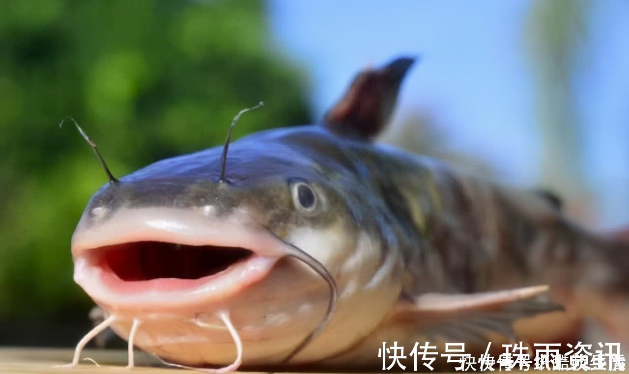 高手在民间，闽北神奇弓鱼术，能让鱼离水几天不死，是真的吗？