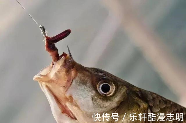 冬天钓鱼,蚯蚓和红虫哪个效果更好老钓手告诉你答案