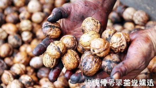 养分|花店老板说往绿萝君子兰盆里塞点它,叶子黑亮,疯狂开花!