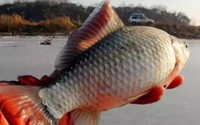 冬季天冷鲫鱼不好钓?只需牢记这三点关键,大鲫鱼钓到停不下来