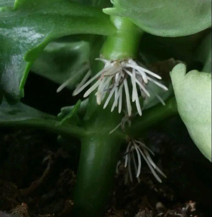 气根|茉莉花扦插有机关,砍这一段枝条,插土里3天就活!