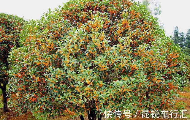 院子里有空地就种这“三种树”,没地挤挤也要种,寓意深远还旺家