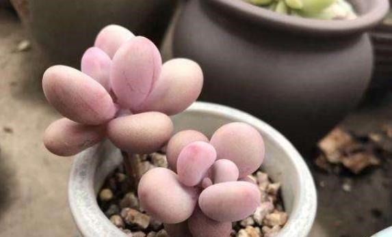 种多肉听我的,记住5个关键点,盆盆都成活,个个胖嘟嘟!