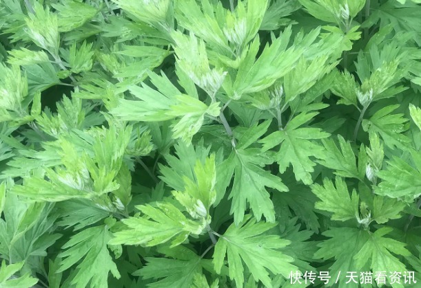 隔三差五用“艾草”洗头，好处立杆见影，多数人却白白浪费掉