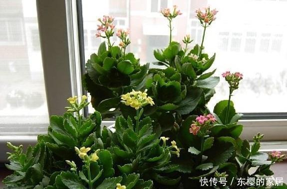 降成本养花,6种花1根枝变1盆,加点它,插多少活多少