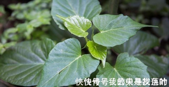 红薯叶煮鸡蛋,作用实在是太厉害了,省钱又实用,很多人都不知道!