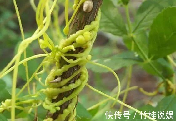 成骨细胞|菟丝子作为一种中药材,功效作用竟然有十多种不止!在乡下到处有