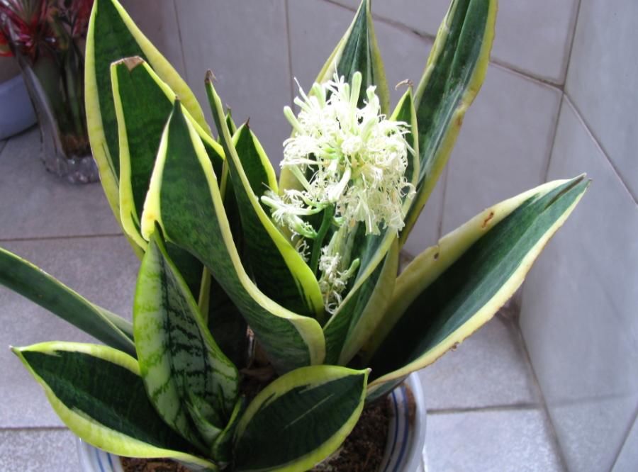 铁线蕨|室内缺少光照，盆栽养花就选这4样，一年到头不见光照样长得好