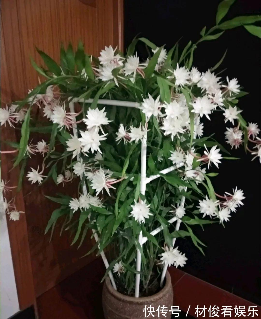 姜荷花|大爷养的“荷花”,窜的房顶高,垂下来变成花瀑布!