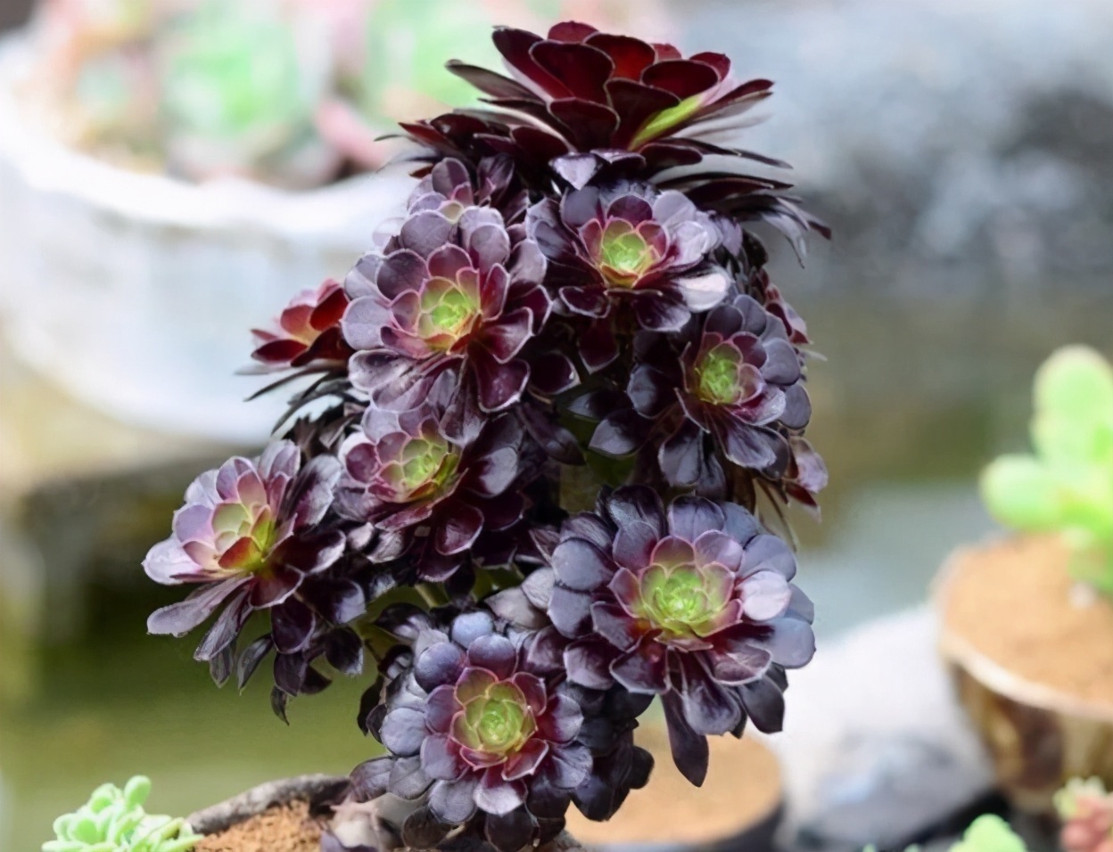 扦插|都喜欢叶插多肉,但是碰到6种,劝你别费工夫,因为成活率太低