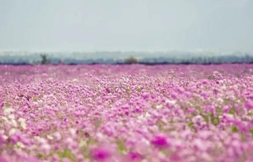 古城下的花海—美如画卷