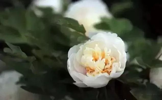 珊瑚台|牡丹盛开！盛况空前，绝对罕见，太美太漂亮了！