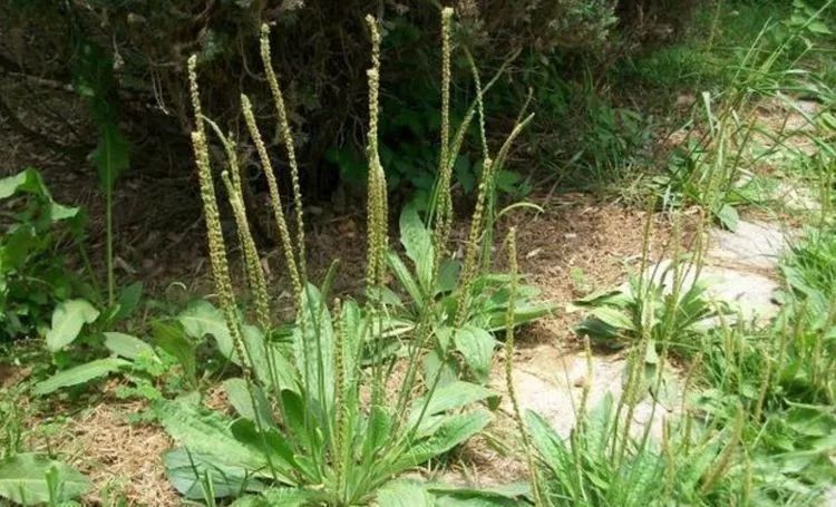 农村|农村这野草人们称它“蛤蟆叶”,以前被当救命菜,现在一斤20元