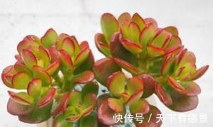 姬红花月叶色红艳,株型低矮,观赏性比绿玉树更胜一筹