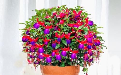 六种花一到夏天就怕闷怕潮湿，要多透风少浇水，不然易腐烂