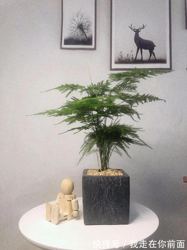 富贵竹|这六种花,个个都爱“喝醋”,隔几天喝一点,嫩叶蹭蹭长不停