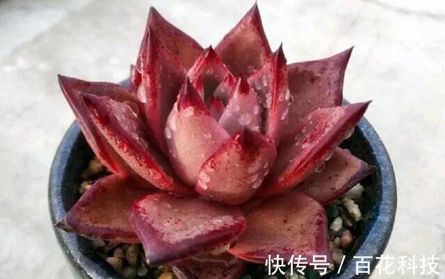 要点|60种多肉图鉴及养护要点,1分钟学会,超全超实用!