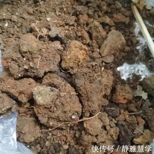 板结|虎皮兰不长新芽,多是犯了3个错误,改正了才能不断冒嫩芽