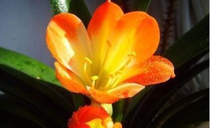 君子兰盆里加点东西,养几十年都不会烂根,年年都能开花爆盆