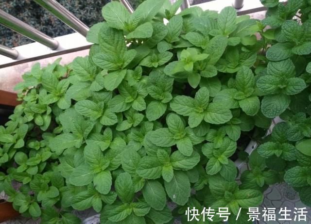 雨水|7种花夏天爱淋雨,越淋长得越欢,多淋几次,肥料都省了