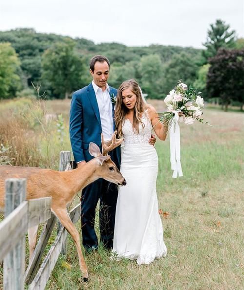 小鹿闯入婚纱照拍摄现场，抢夺新娘手中玫瑰，多么美妙的惊喜！